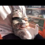 【緊急】猫Yotuberの王『もちまる日記』、病気の猫を観覧車に乗せて大炎上してしまう…