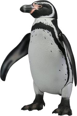 フンボルトペンギン、日本の気候に合いすぎて大繁殖。野生を含めた世界の個体の1割が日本に生息　