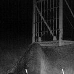 【🐮】65頭を襲った最凶ヒグマが返り討ちにあい逃走…！北海道厚岸町に「ＯＳＯ１８」に勝った牛がいた！