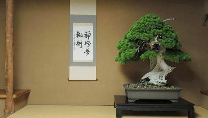 【画像あり】樹齢1000年の盆栽、あまりにもカッコよすぎると海外で話題になるｗｗｗｗｗｗｗｗｗｗｗ