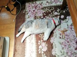 【画像】ホットカーペットに敗北した猫wwww