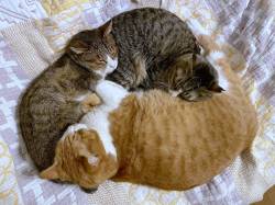 【画像】三匹の猫がお互いを枕にし合って寝ている奇跡のキャットトライアングルがこちら