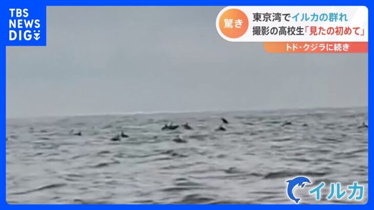 【衝撃】イルカさん、東京湾に攻めてくる「100頭くらいいるかな？」