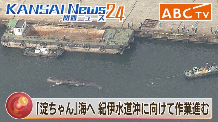 【速報】淀川クジラ、回収される