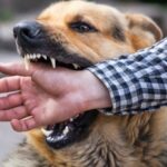 【ベトナム】噛んだ犬を殺して食べた男性、数か月後に狂犬病を発症