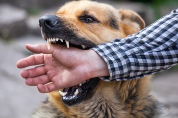 【ベトナム】噛んだ犬を殺して食べた男性、数か月後に狂犬病を発症
