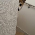 【恐怖】ワイを監視する柴犬