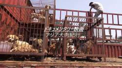 【悲報画像】「日本人は犬肉食やめろ！」渋谷駅で抗議デモｗｗｗｗｗｗｗｗｗｗｗｗｗｗｗ