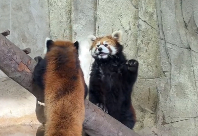 【動画】レッサーパンダ夫婦喧嘩を始めるｗｗｗｗｗｗ