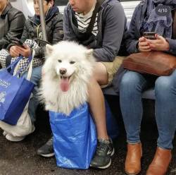 【画像】ニューヨーク地下鉄の犬、可愛すぎるｗｗｗｗｗｗｗｗｗｗｗｗ