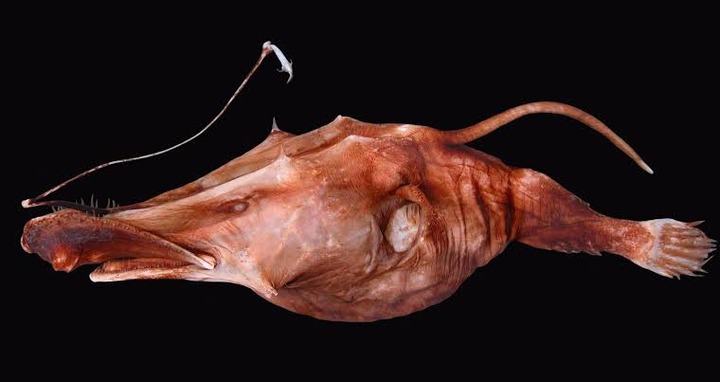 【画像あり】深海魚さん、怖すぎる…