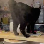 【動画】猫さん、加湿器の使い方が斬新ｗｗｗｗｗｗｗｗｗｗｗｗ