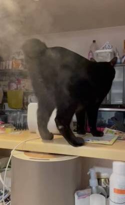 【動画】猫さん、加湿器の使い方が斬新ｗｗｗｗｗｗｗｗｗｗｗｗ