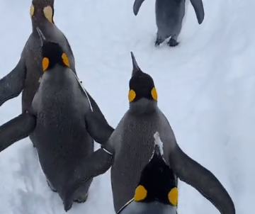 【動画】旭山動物園のペンギン　雪上散歩を満喫する