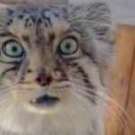 【動画】猫っぽくないマヌルネコの鳴き声