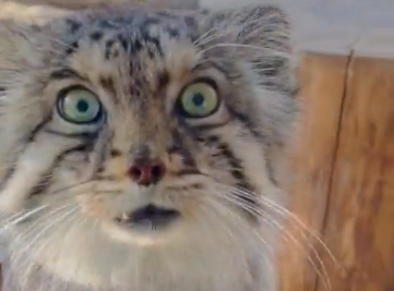 【動画】猫っぽくないマヌルネコの鳴き声