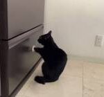 【動画】猫さん、食料要求デモｗｗｗｗｗｗｗｗｗｗｗｗ