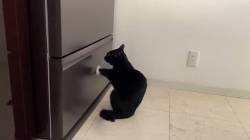 【動画】猫さん、食料要求デモｗｗｗｗｗｗｗｗｗｗｗｗ