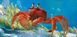 ディズニー実写版『リトル・マーメイド』、セバスチャンが想像以上に“ただの蟹”だと全米で話題に。