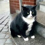 【画像】ポーランドの太った野良猫、歴史的ランドマークになってしまうｗｗｗｗｗｗｗｗｗｗｗｗ