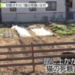 【埼玉】戸田市の中学校で男性教員を切りつけ逮捕された少年「誰でもいいから人を殺したかった」「猫を殺したのは自分」周辺のネコのバラバラ死骸遺棄事件に関与か