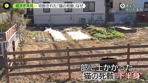 【埼玉】戸田市の中学校で男性教員を切りつけ逮捕された少年「誰でもいいから人を殺したかった」「猫を殺したのは自分」周辺のネコのバラバラ死骸遺棄事件に関与か