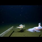 【画像】水深8336メートルの深海で泳ぐ魚の撮影に初めて成功「見た目グロいんだろうなぁ」→結果ｗｗｗｗｗ