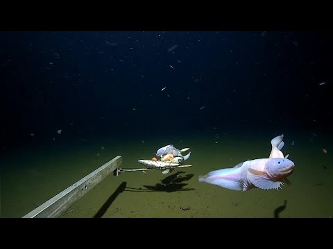 【画像】水深8336メートルの深海で泳ぐ魚の撮影に初めて成功「見た目グロいんだろうなぁ」→結果ｗｗｗｗｗ