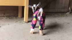 【動画】パジャマを着て走り回るヤギの赤ちゃん、可愛い