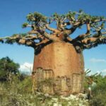 【画像あり】アフリカの大木、なんか変な形ｗｗｗｗｗｗｗｗｗｗｗｗｗｗｗｗｗｗ