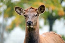 【画像】奈良の鹿さん、鹿せんべいを拒否してしまう