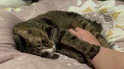 猫のお腹マッサージをする人間の腕の疲労を猫にマッサージしてもらう永久機関がこちらです。
