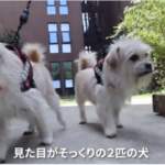 中国企業「亡くなった愛犬や愛猫とクローンで再会できます！料金７００万円！」←これは許されるのか？