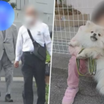 ６歳の女の子と散歩していた犬を轢き殺して逃げた９１歳男性「女の子じゃなくてよかったなと」家族に謝罪