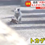 逃げ出したオオトカゲ　猫に追いかけ回される様子が撮影される