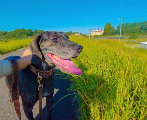 保健所から引き取った犬を初めて散歩に連れていった