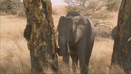 ボツワナ「ゾウ増えすぎて大変！作物が荒らされて人が死んでる！」動物愛誤ドイツ「ゾウを狩るな！守れ！」ボツワナ「ほな、お前のとこにゾウ２万頭送るからな」