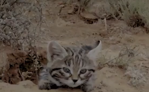 ヒョウよりも狩りが上手い恐ろしいクロアシネコ