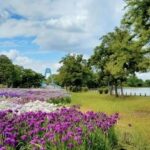 「都内にこんな素敵な公園があるなんて」とバズりまくった水元公園←犯罪者が集うガチでヤバい公園だった