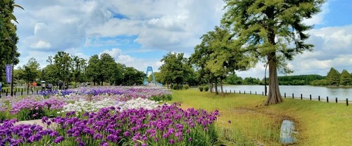 「都内にこんな素敵な公園があるなんて」とバズりまくった水元公園←犯罪者が集うガチでヤバい公園だった