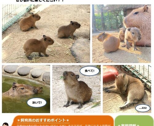 【福岡】カピバラ３つ子の赤ちゃんが海の中道海浜公園で誕生