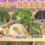 鉄腕DASHの『スパイシー無農薬農薬』企画　農家から農薬取締法違反ではないかと炎上