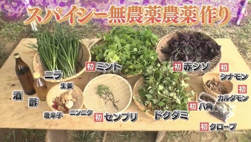 鉄腕DASHの『スパイシー無農薬農薬』企画　農家から農薬取締法違反ではないかと炎上