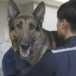 麻薬探知犬「ああああああああああああああ注射があああああああああああああああ」