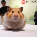 テレビ東京　安定すぎるｗｗｗｗｗｗｗｗｗｗｗｗｗ