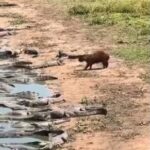 カピバラさん　あまりの強さに覇気でワニを吹き飛ばす