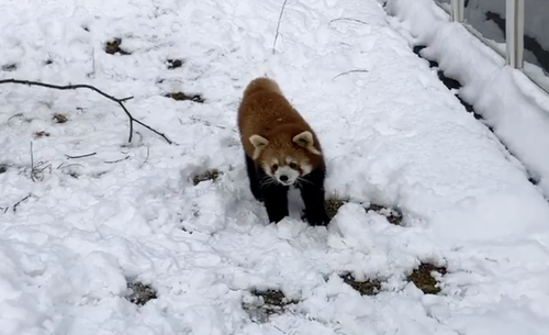 レッサーパンダ　雪でハイテンションかわいい