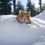 【長野】おばあちゃん「除雪」されてしまう