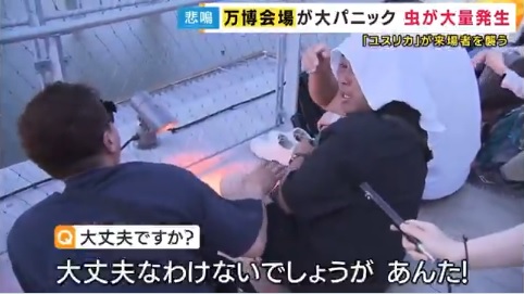 大阪万博に大量発生しているユスリカ　ガチでヤバイことになってる