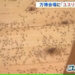 大阪万博さん　大量発生しているユスリカ対策に全力を出す←さすが維新の会